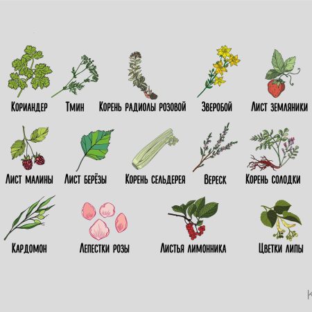 Иллюстрации Green Baboon